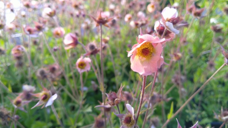 Geum rivale 'Mai Tai' Ojamõõl